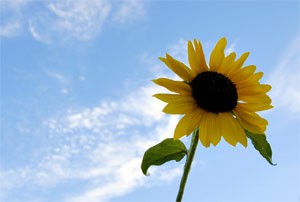 Summer without debt